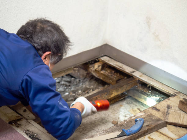 Best Residential Mold Remediation in Lakeview, MI