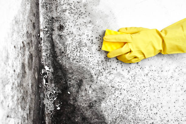 Best HVAC Mold Remediation in Lakeview, MI