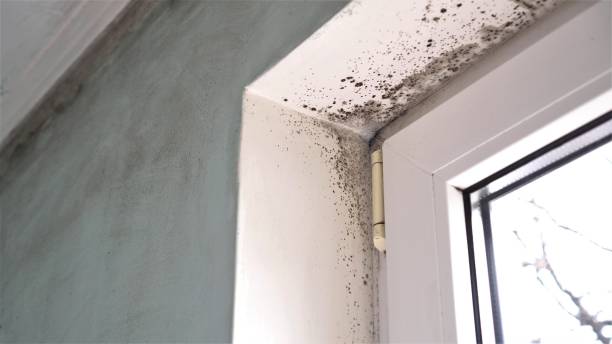 Best Industrial Mold Remediation in Lakeview, MI