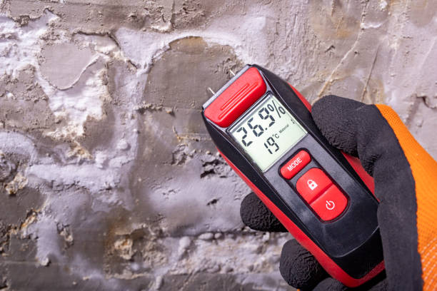 Best Black Mold Remediation in Lakeview, MI