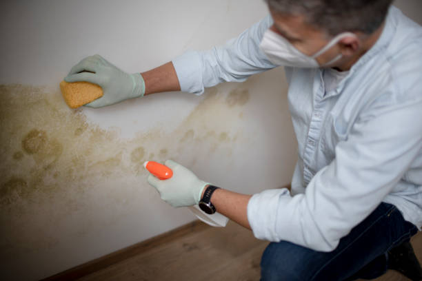 Best Basement Mold Remediation in Lakeview, MI