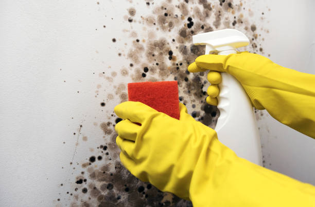 Best Localized Mold Remediation (e.g., coastal areas, humid climates) in Lakeview, MI