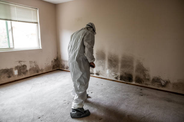 Best Post-Flood Mold Remediation in Lakeview, MI